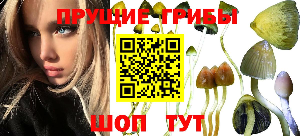 Богородицк  Псилоцибиновые грибы мухоморы  Вход с VPN  Галлюциногенные грибы мухоморы 